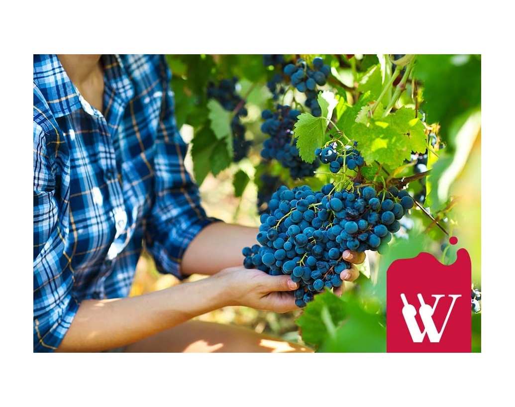 Czerwone wino uniwersalne - Merlot